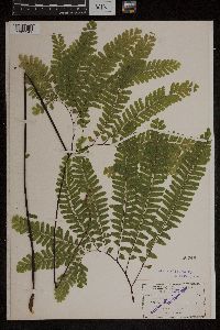 Adiantum pedatum image