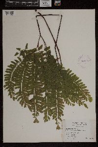 Adiantum pedatum image