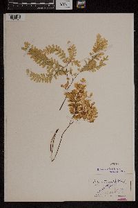 Adiantum pedatum image
