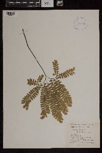 Adiantum pedatum image