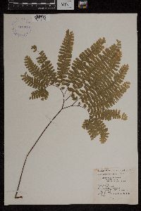 Adiantum pedatum image