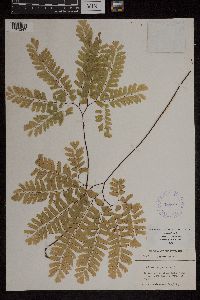 Adiantum pedatum image