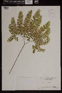 Adiantum pedatum image