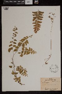 Adiantum pedatum image