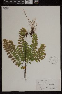 Adiantum pedatum image