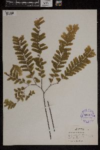 Adiantum pedatum image