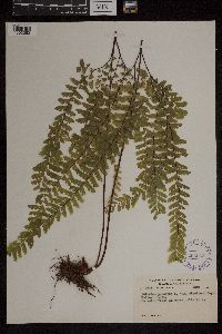 Adiantum pedatum image
