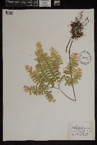 Adiantum pedatum image