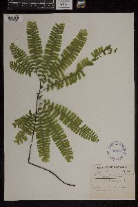 Adiantum pedatum image