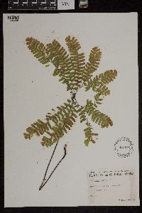 Adiantum pedatum image