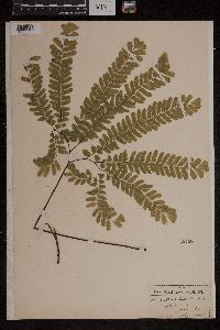Adiantum pedatum image