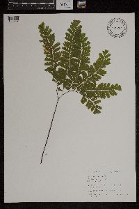 Adiantum pedatum image