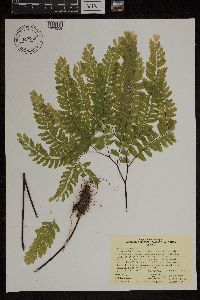 Adiantum pedatum image
