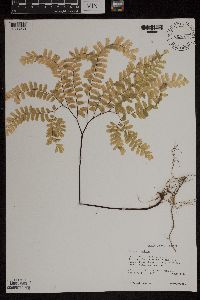 Adiantum pedatum image