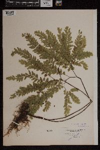 Adiantum pedatum image