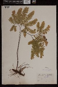 Adiantum pedatum image