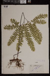 Adiantum pedatum image