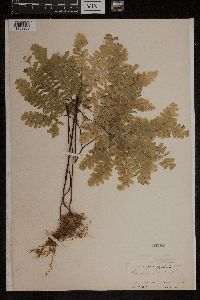 Adiantum pedatum image