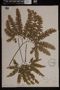 Adiantum pedatum image