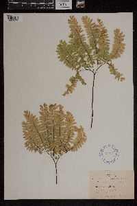 Adiantum pedatum image