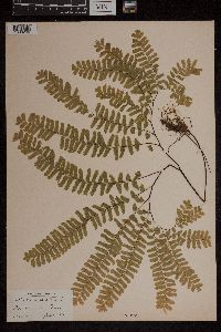 Adiantum pedatum image