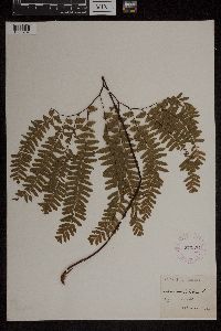 Adiantum pedatum image