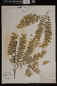 Adiantum pedatum image