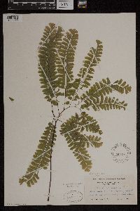 Adiantum pedatum image