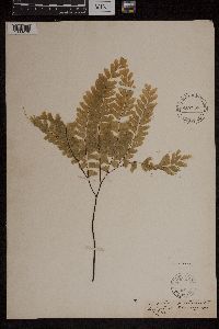 Adiantum pedatum image