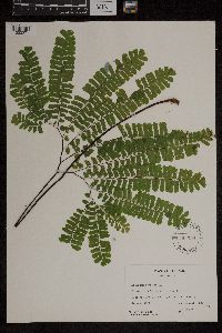 Adiantum pedatum image
