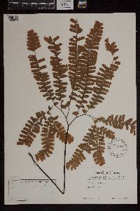 Adiantum pedatum image