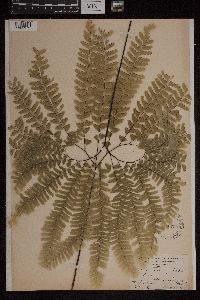 Adiantum pedatum image