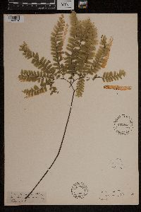 Adiantum pedatum image