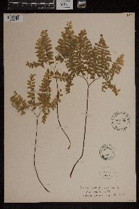 Adiantum pedatum image