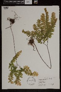 Adiantum pedatum image