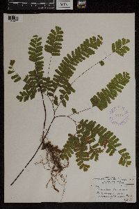 Adiantum pedatum image