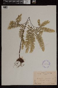 Adiantum pedatum image