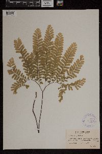 Adiantum pedatum image