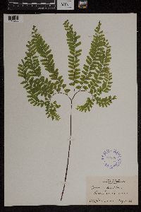 Adiantum pedatum image