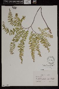 Thumbnail image of current specimen