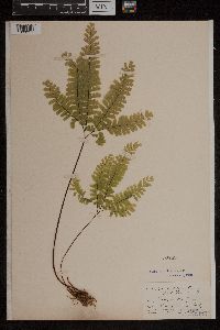 Thumbnail image of current specimen