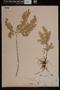 Thumbnail image of current specimen