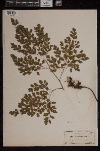 Adiantum tenerum image