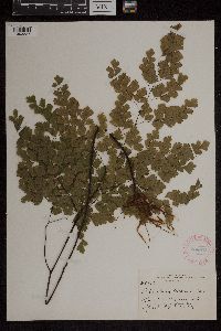 Adiantum tenerum image