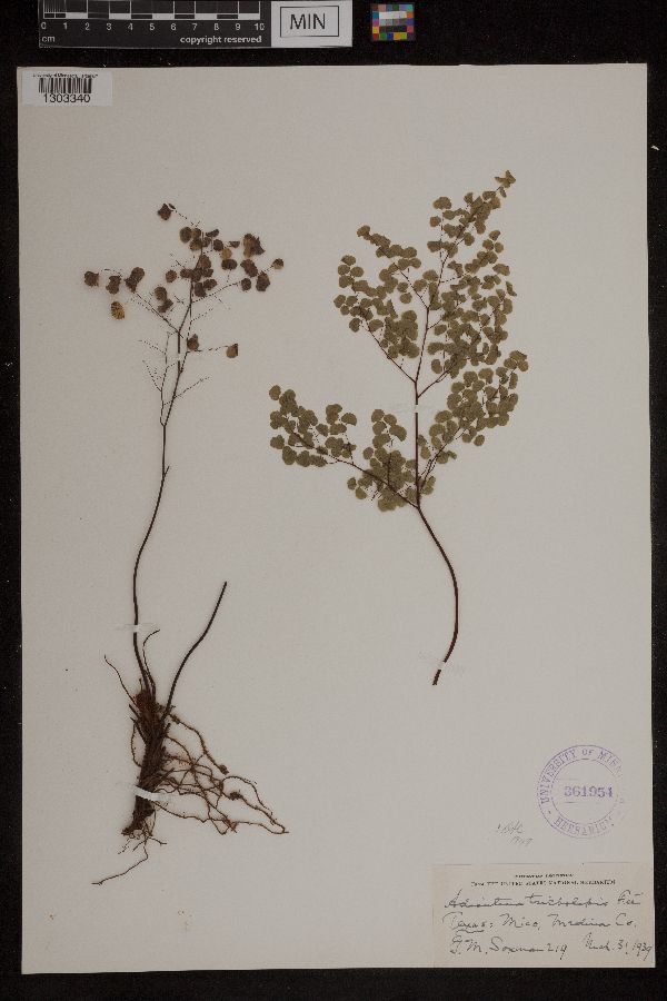 Adiantum tricholepis image