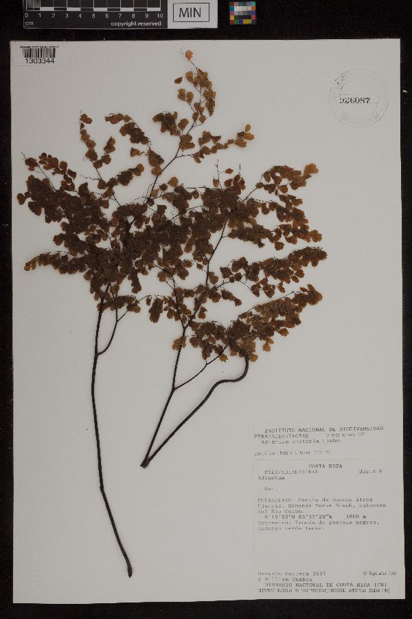 Adiantum andicola image