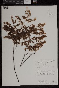 Media resource of Adiantum andicola