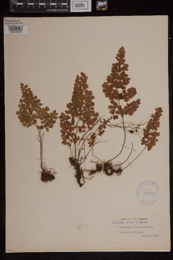 Adiantum bellum image