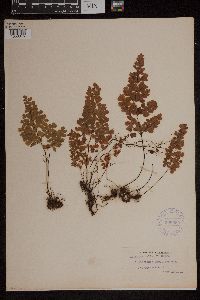 Media resource of Adiantum bellum