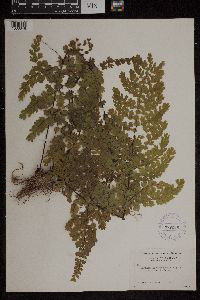 Adiantum concinnum image